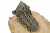 Metacanthina Trilobite With Enrolled Reedops - Lghaft, Morocco #273879-5